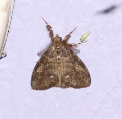 Orgyia leucostigma