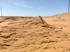 Phrynocephalus guttatus