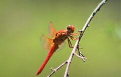 Libellula croceipennis