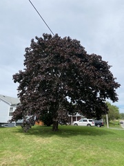 Acer platanoides