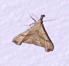 Palthis angulalis