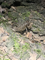 Velarifictorus micado