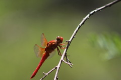 Libellula croceipennis