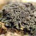 Jelly Lichens - Photo (c) Roman, some rights reserved (CC BY), uploaded by Roman