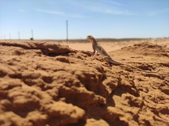 Phrynocephalus guttatus