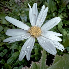 Leucanthemum maximum