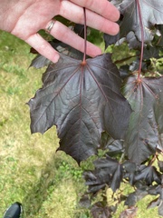 Acer platanoides