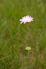 Knautia arvensis