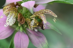 Agapostemon splendens