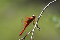 Libellula croceipennis