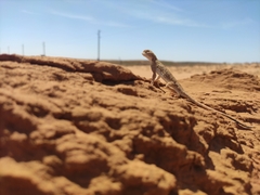 Phrynocephalus guttatus