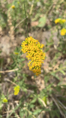 Solidago velutina