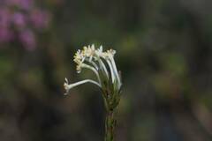 Aspalathus caledonensis