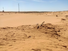 Phrynocephalus guttatus