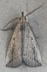 Macrochilo orciferalis