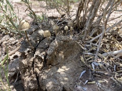 Panaeolus papilionaceus
