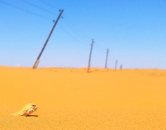 Phrynocephalus guttatus