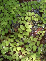 Salvinia natans
