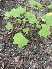 Acer nigrum