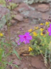 Mirabilis nyctaginea