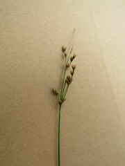 Juncus tenuis
