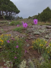 Mirabilis nyctaginea