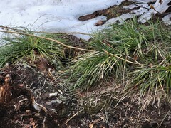 Xerophyllum tenax