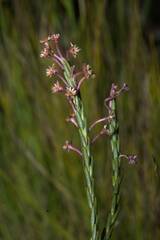 Struthiola ciliata
