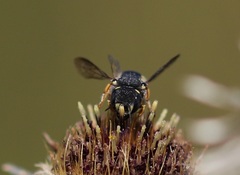 Pseudoanthidium