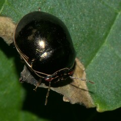Brachyplatys subaeneus