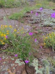 Mirabilis nyctaginea