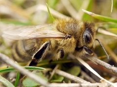 Apis mellifera