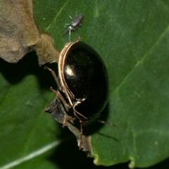 Brachyplatys subaeneus