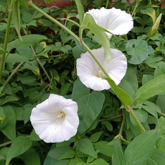 Calystegia silvatica