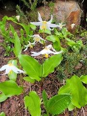 Erythronium montanum