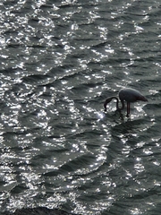 Phoenicopterus roseus