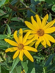 Helianthus divaricatus