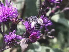 Melissodes denticulatus