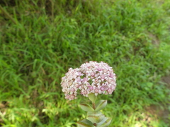 Crassula rupestris