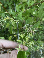Philadelphus lewisii