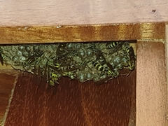Mischocyttarus basimacula