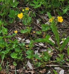 Potentilla flabellifolia