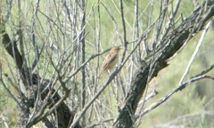Acrocephalus schoenobaenus