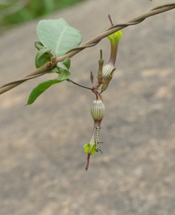 Ceropegia candelabrum