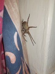 Palystes superciliosus