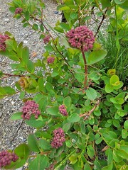 Spiraea splendens