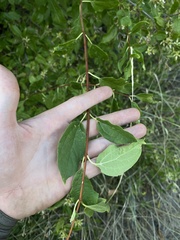 Philadelphus lewisii