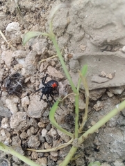 Latrodectus