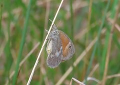 Coenonympha california