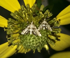 Petrophila fulicalis